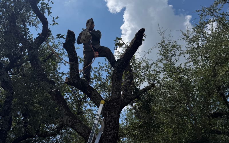 Certified arborist tree trimming service
